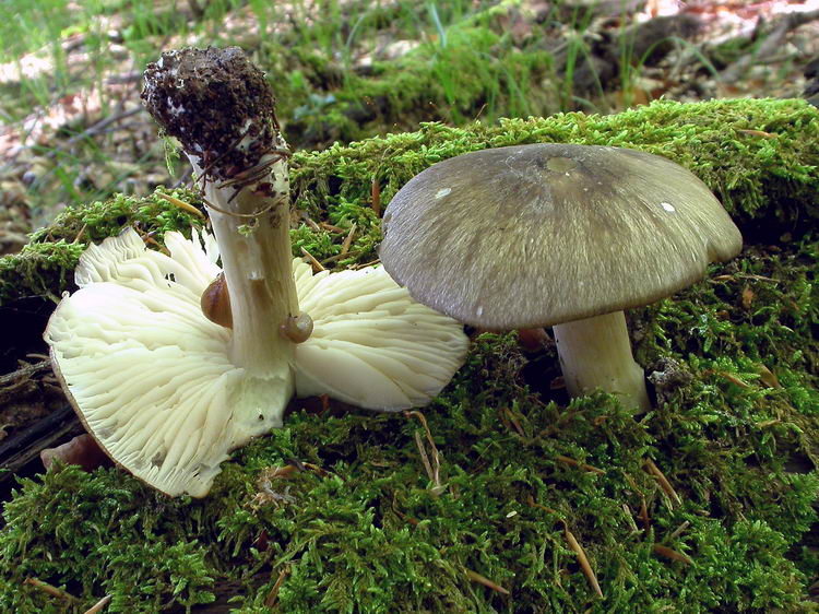 Megacollybia platyphylla Bild 6