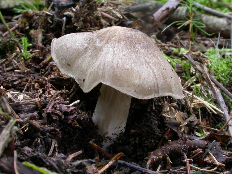 Megacollybia platyphylla Bild 7