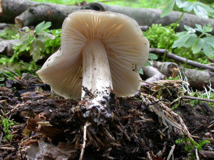 Megacollybia platyphylla Bild 8