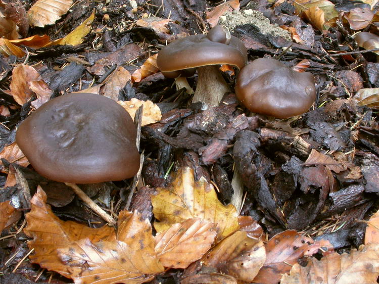 melanoleuca melaleuca Bild 1