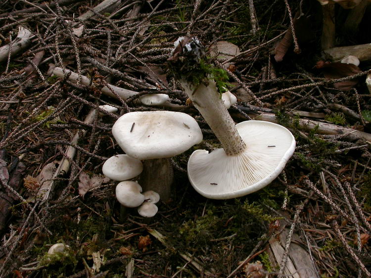 melanoleuca verrucipes Bild 1