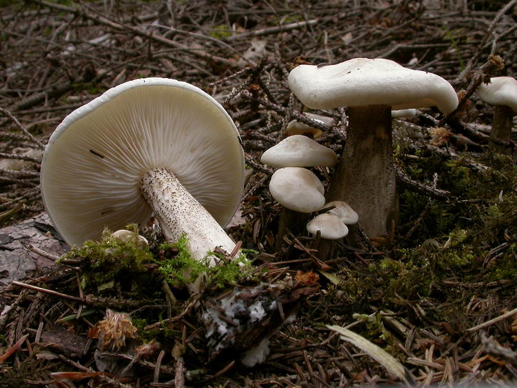 Melanoleuca verrucipes Bild 2