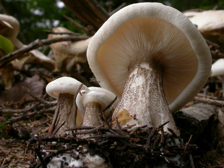 Melanoleuca verrucipes Bild 3