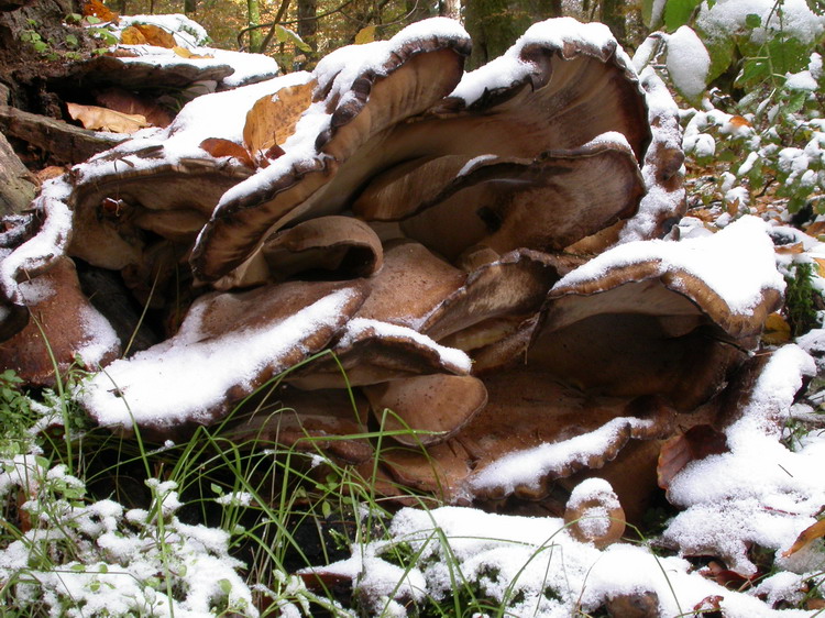 Meripilus giganteus Bild 2