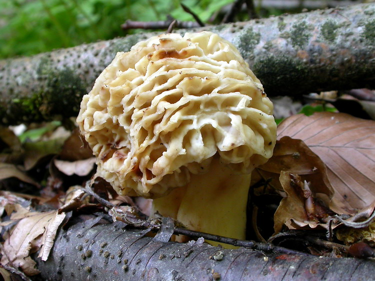 Morchella esculenta Bild 1
