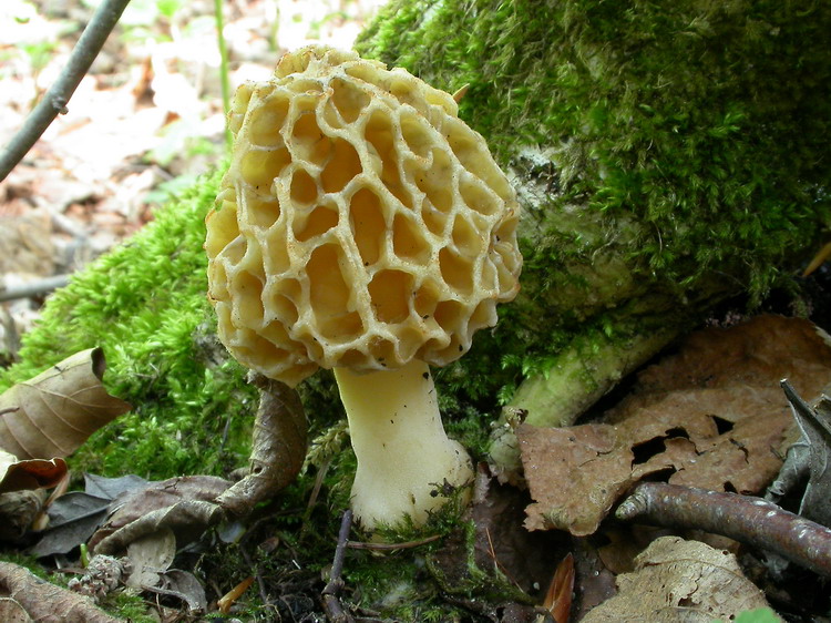 Morchella esculenta Bild 2