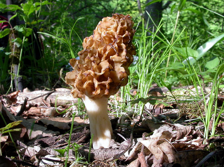 Morchella esculenta Bild 3