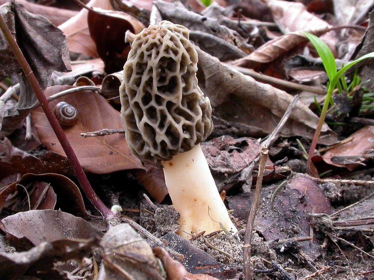 Morchella esculenta Bild 5