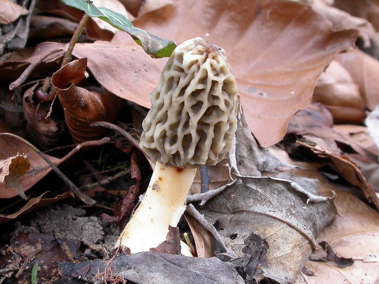 Morchella esculenta Bild 6