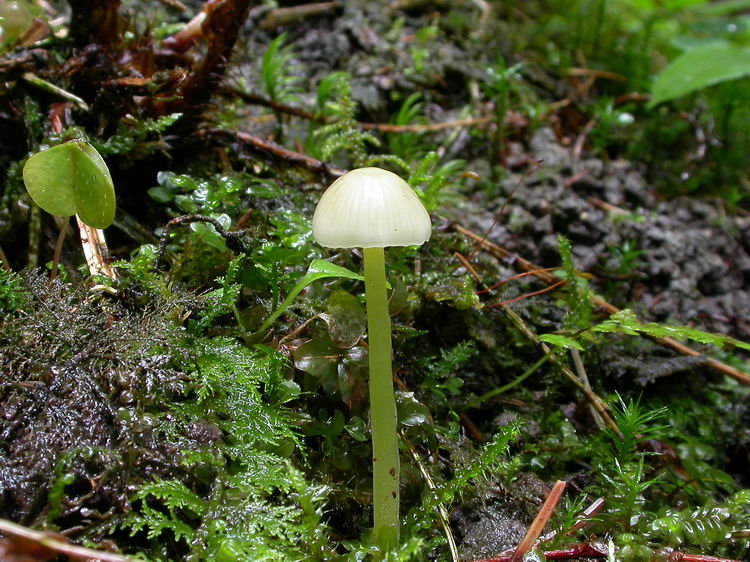 Mycena epipterygia Bild 1