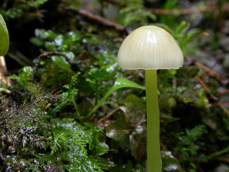 Mycena epipterygia Bild 2