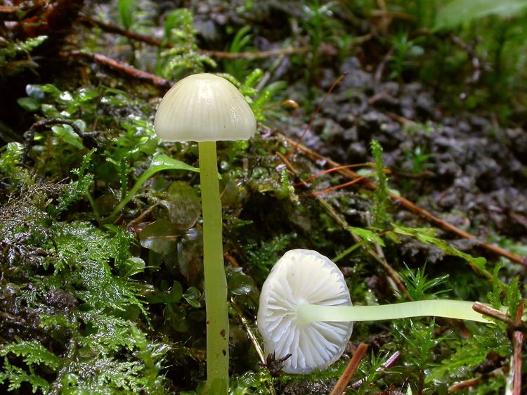 Mycena epipterygia Bild 3