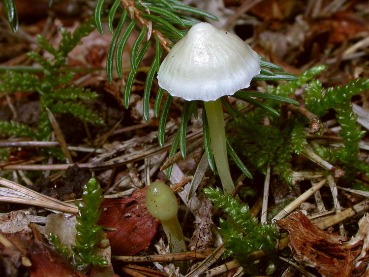 Mycena epipterygia Bild 4