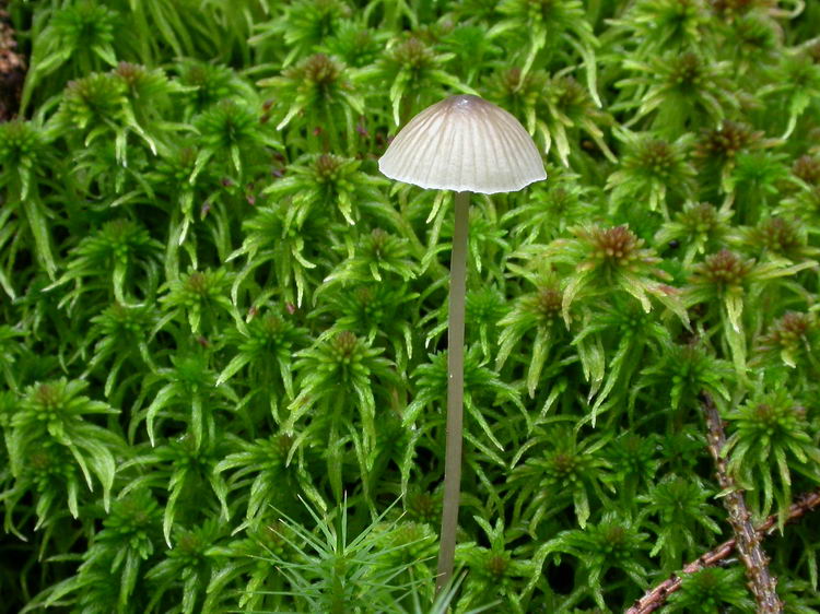 Mycena galopus Bild 1