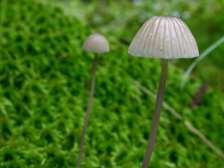 Mycena galopus Bild 2