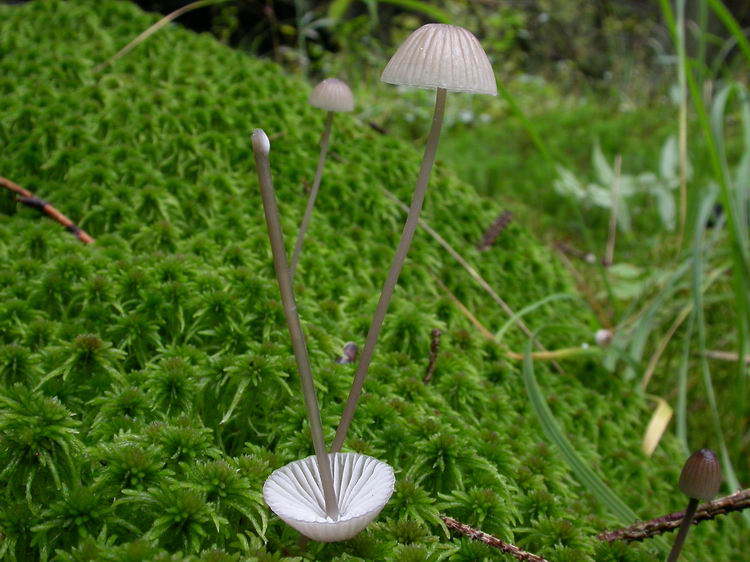 Mycena galopus Bild 3