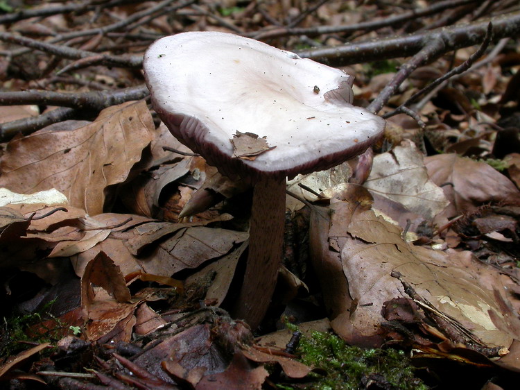 Mycena pelianthina Bild 1