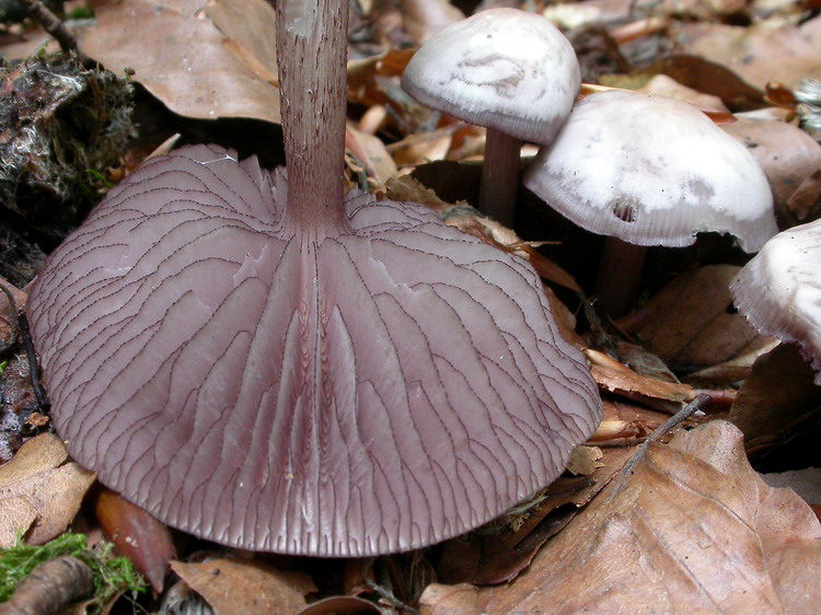 Mycena pelianthina Bild 3