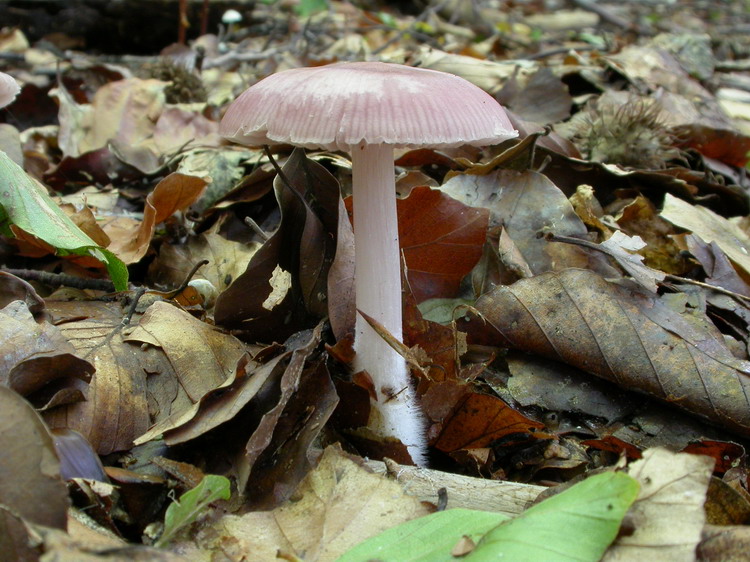 Mycena pura Bild 1