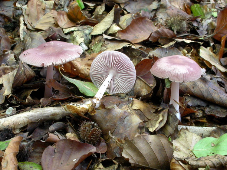 Mycena pura Bild 2