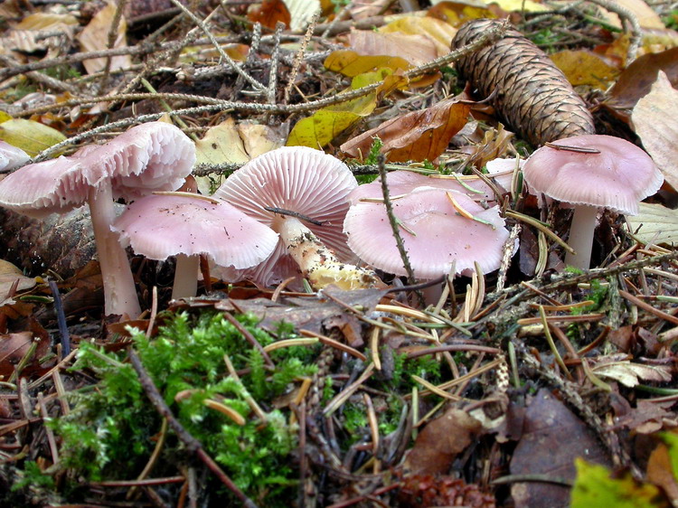 Mycena pura Bild 4