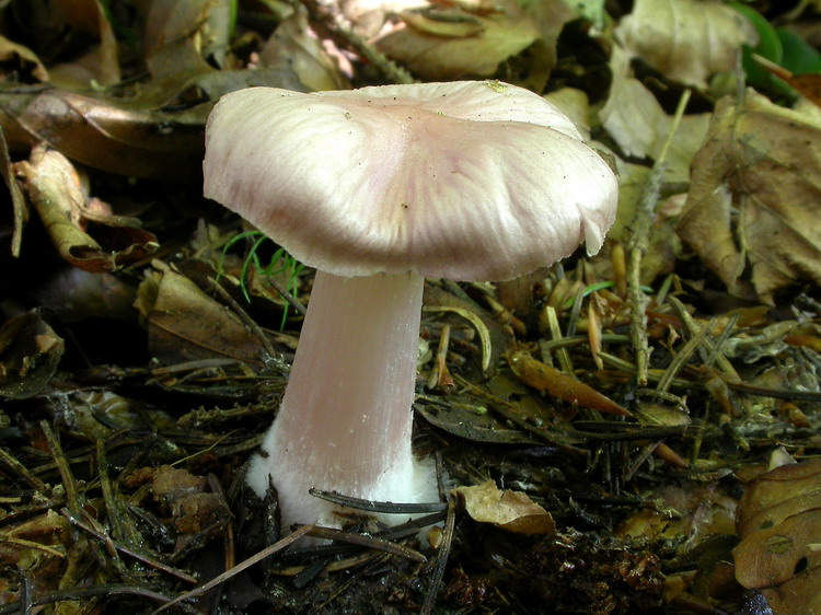 Mycena pura Bild 5