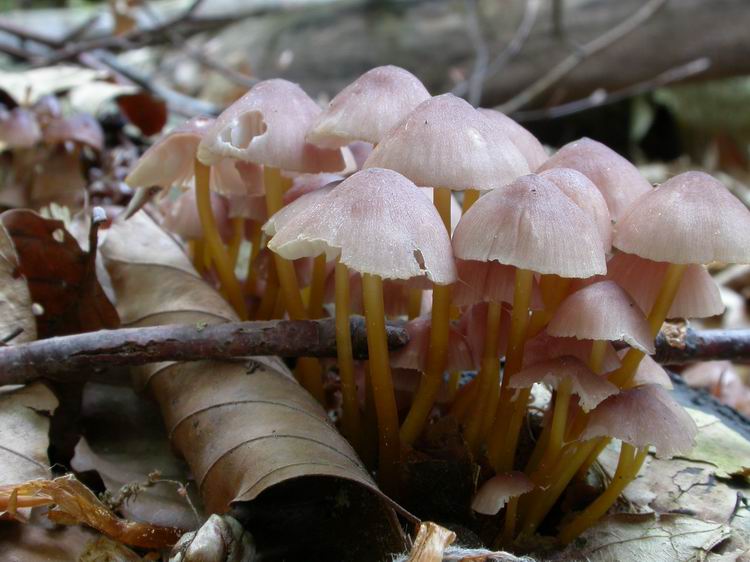 Mycena renati Bild 1