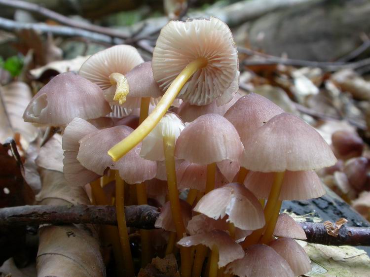 Mycena renati Bild 2