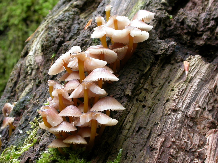 Mycena renati Bild 3