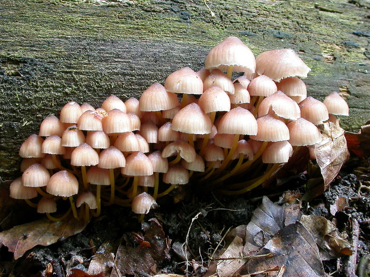 Mycena renati Bild 4