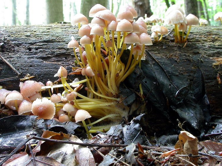 Mycena renati Bild 5