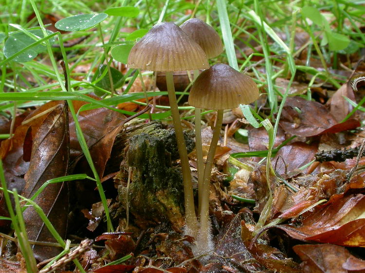 Mycena viridimarginata Bild 1