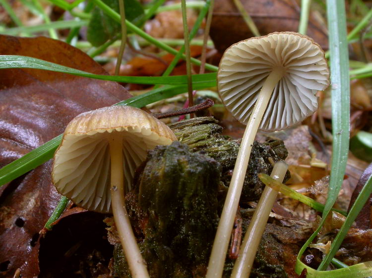Mycena viridimarginata Bild 2