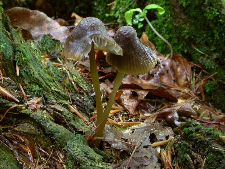 Mycena viridimarginata Bild 1