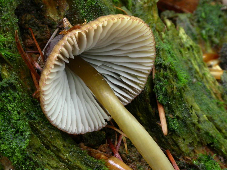 Mycena viridimarginata Bild 4