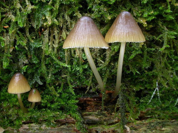 Mycena viridimarginata Bild 5