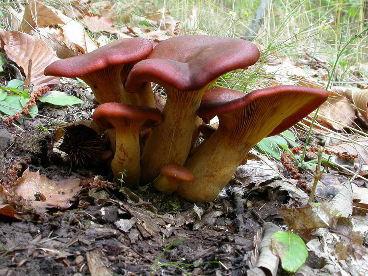 Omphalotus olearius Bild 1