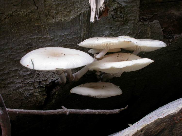 Oudemansiella mucida Bild 1