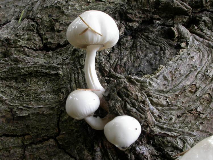 Oudemansiella mucida Bild 5
