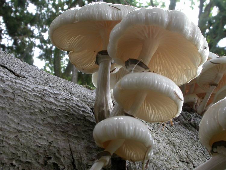 Oudemansiella mucida Bild 6