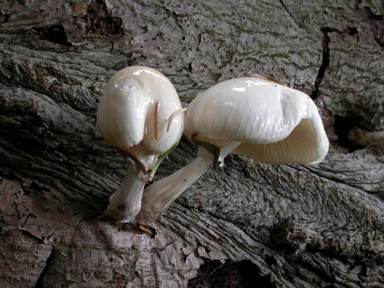 Oudemansiella mucida Bild 7