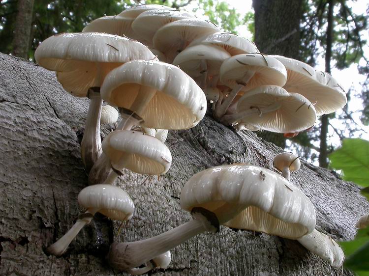 Oudemansiella mucida Bild 8