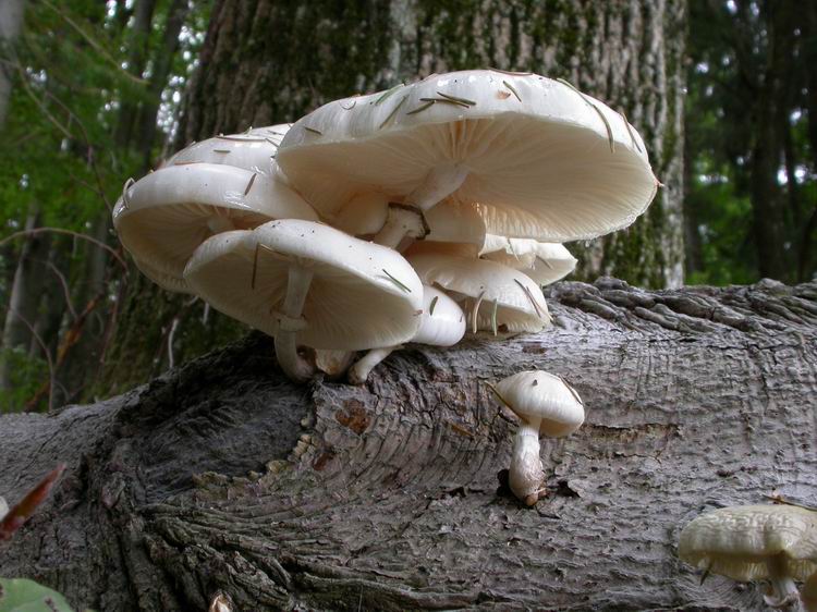 Oudemansiella mucida Bild 9