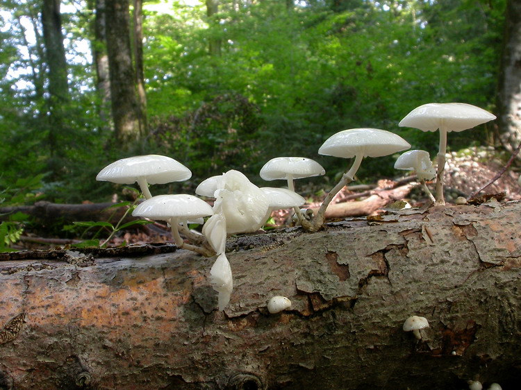 Oudemansiella mucida Bild 10