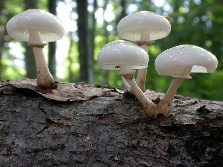 Oudemansiella mucida Bild 11