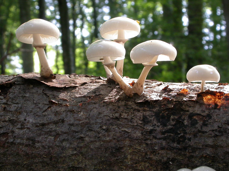 Oudemansiella mucida Bild 12