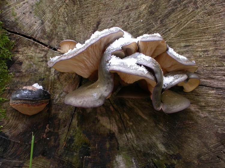 Panellus serotinus Bild 1