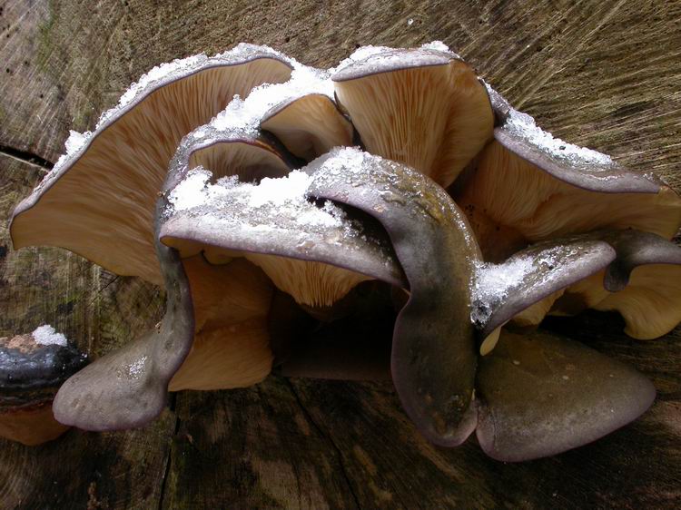 Panellus serotinus Bild 2