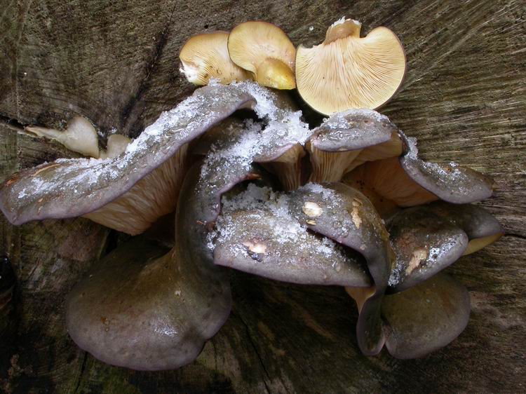 Panellus serotinus Bild 3