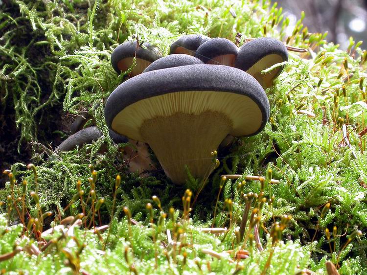 Panellus serotinus Bild 4